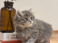 2 aylık 17 adet sağlık garantili british longhair yavrular