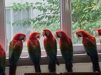 Belgeli Kırmızı Ara Macaw