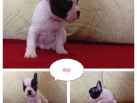 Saf french bulldog 67 günlük