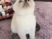 Blue Point Dişi Erkek Yavru Scottish Fold