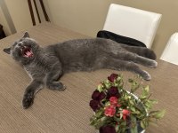 British shorthair çok uysal gri kedimiz