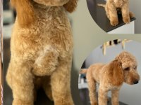 Köpeğimiz yeni yuvasını arıyor