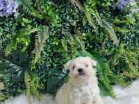 0 numara maltese terrier disi ve erkek yavrularımız