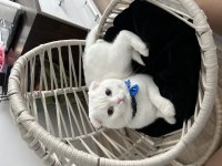 Erkek 1 yaşında scottish fold kedime eş arıyorum