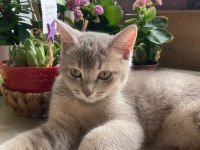 british shorthair Yavrumuz yeni yuvasını bekliyor