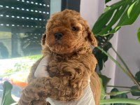 Sağlık Ve Irk Garantili Toy Poodle