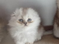 Scottish Fold Longhair