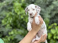 Red Dalmatian Yavrumuz