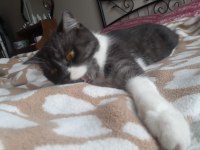 British shorthair 2 buçuk yasinda dişi kedi kısır değil