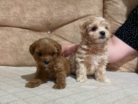 Kuşadasının En Güzel Maltipoo Yavruları