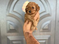 Toy Poodle Yavrular