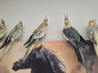 2 aylık yavru sultan papağanı