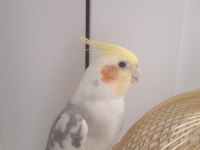 Sultan Papağanı Yavru