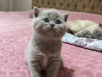 Oyuncu erkek yavru british shorthair