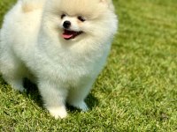 DAHA İYİSİ YOK GERCEK TEDDY BEAR POMERANİAN