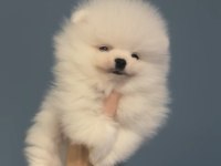 50 Günlük kore kan micro pomeranian bebekler ayı surat