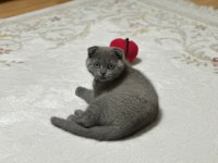 Scottish fold