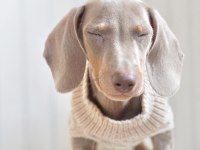 EXOTİC DACHSHUND YAVRULARI 