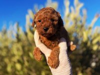 Toy Poodle Sahibi Olmak İçin Süper Fırsat