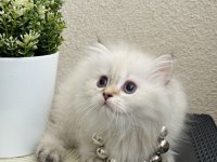 British Longhair Silver Point Yavrular