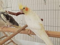 2 aylık sultan papağanı yavrular