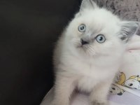 British Shorthair Prensesimiz