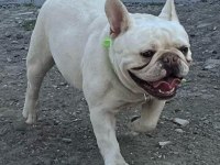 2 yaşında blue cream dişi kızanı yakın french bulldog