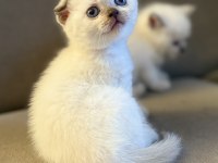 Scottish Fold Kedimiz