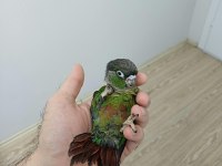 Greenchek Konur Bebek