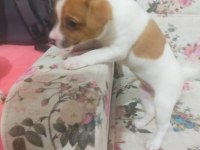 0 NUMARA JACK RUSSELL PRENSESLER