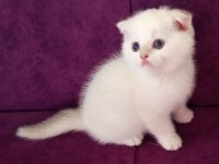 British Shorthair Golden Yavrusu