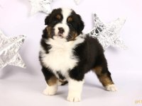 Birinci Sınıf Bernese Yavruları