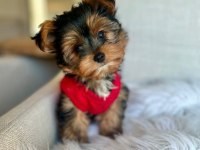 Teacup ve 0 numara yorkshire terrier