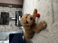 11 Aylık Maltipoo – Enerjik, Sevecen, Aşıları Tam