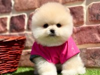 Pomeranian yavrular