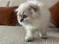2.5 aylık scottish fold dişi