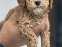 Ankaranın en seçkin kore maltipoo yavruları