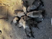 Dev Irk Anadolu Çoban Köpeği