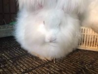 ANGORA TAVŞANI