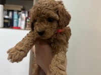 Toy poodle yavrularımız