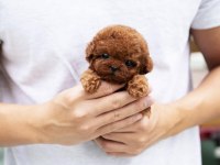 Şecereli Toy Poodle Yavrular Ruhsatlı Üretim Çiftliği