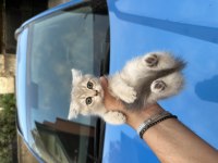 British Shorthair Yavrularım