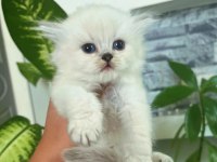 SIFIR KULAK TOP KAFA SCOTTİSH FOLD BEBEK