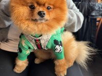 1 Yaş Erkek Pomeranian Boo Sıfır Burun