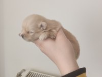 Pomeranian yavru