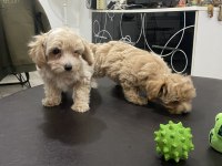 Ankarada yasal ruhsatlı çiftlikden maltipoo