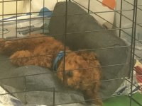 Toy poodle yavru 3 aylık erkek