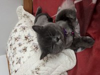 Ücretsiz verilecek british shorthair