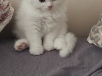 PAMUK ŞEKER BRİTİSH KEDİMİZ