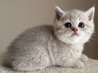 3 aylık erkek british shorthair